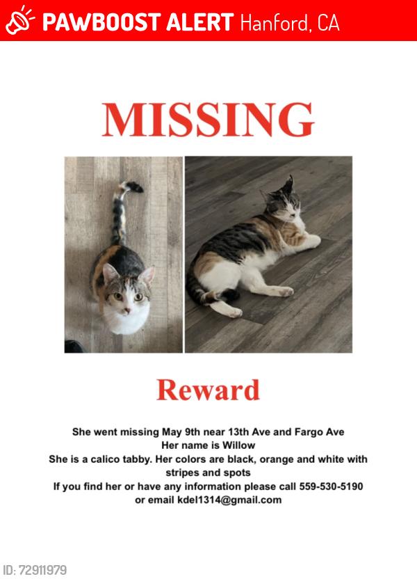 Lost Female Cat last seen 13th Ave, Hanford, CA 93230