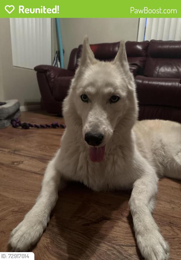 Reunited Female Dog last seen Seven Hills, Henderson, NV 89052