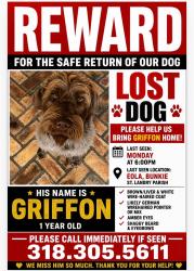 Lost Male Dog last seen Gold dust loop bunkie Louisiana , Bunkie, LA 71322