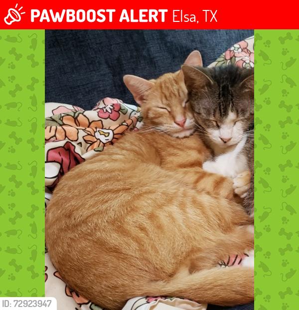 Lost Male Cat last seen Near Valle Vista St. ELSA, TX, Elsa, TX 78543