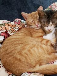 Lost Male Cat last seen Near Valle Vista St. ELSA, TX, Elsa, TX 78543