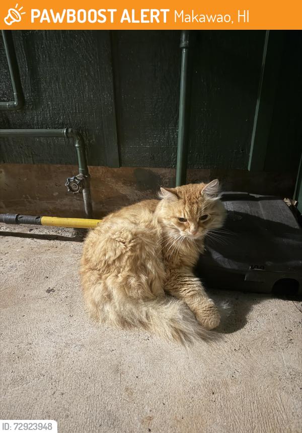 Found/Stray Unknown Cat last seen Makawao Public Jouse, Makawao, HI 96768