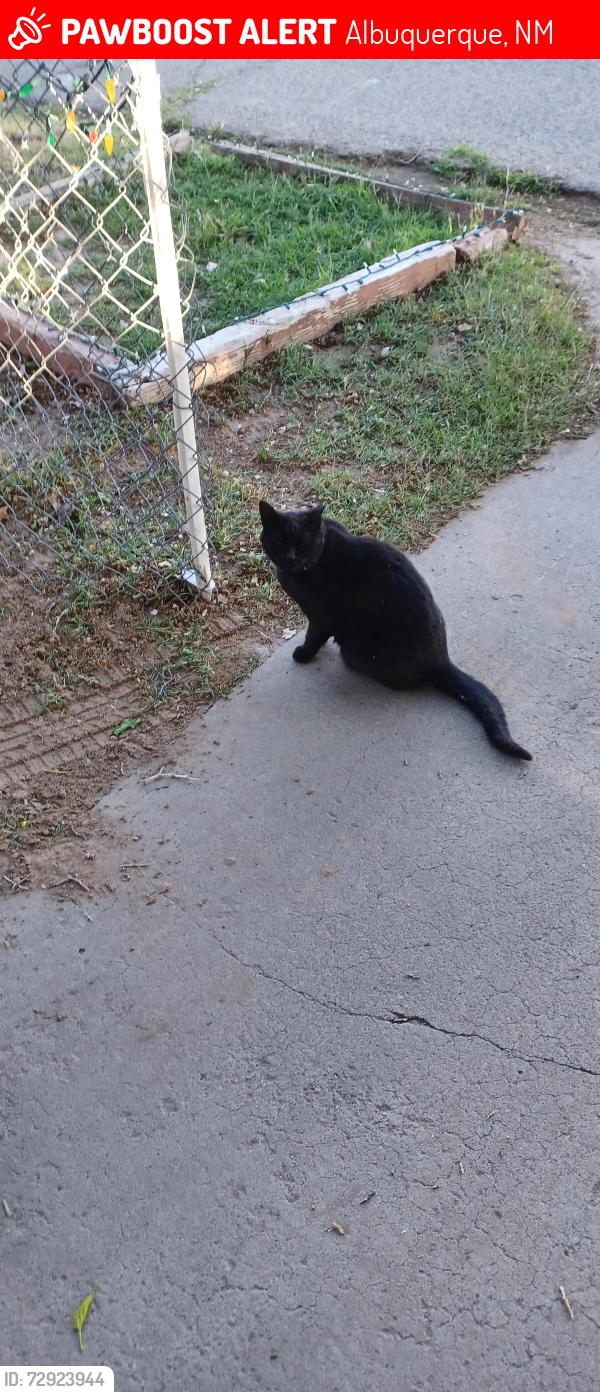 Lost Male Cat last seen CENTRAL & SUNSET SW, Albuquerque, NM 87105