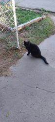 Lost Male Cat last seen CENTRAL & SUNSET SW, Albuquerque, NM 87105