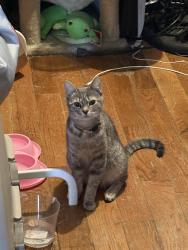 Reunited Female Cat last seen Near grove st , Brooklyn, NY 11237