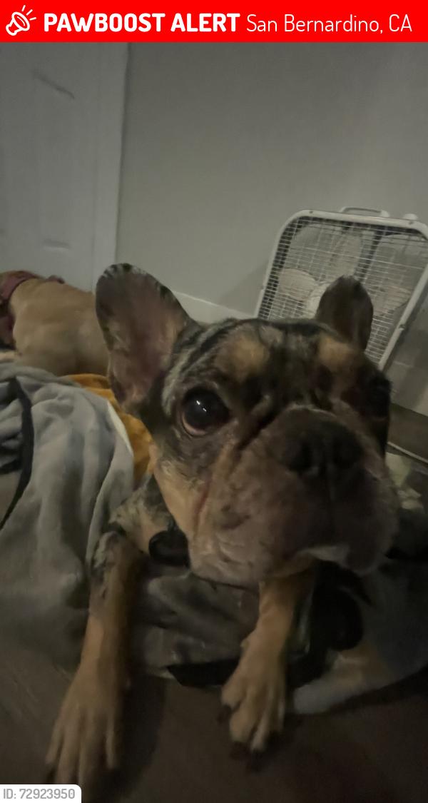 Lost Male Dog last seen w 7th st, San Bernardino, CA 92411