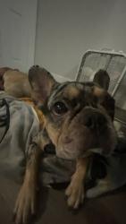 Lost Male Dog last seen w 7th st, San Bernardino, CA 92411