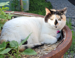 Lost Female Cat last seen W 15th and Francisco, Pueblo, CO 81003