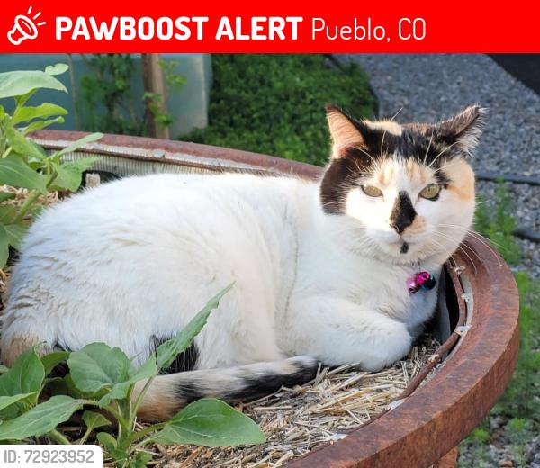 Lost Female Cat last seen W 15th and Francisco, Pueblo, CO 81003