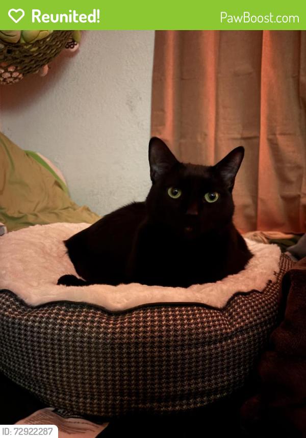Reunited Male Cat last seen N Pepper Ave/W Rialto Ave near train tracks, Rialto, CA 92376