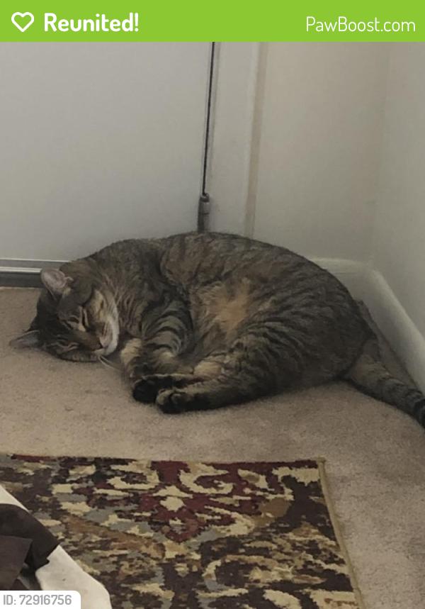 Reunited Male Cat last seen Fairway Dr, Camp Hill, PA 17011, USA, Camp Hill, PA 17011
