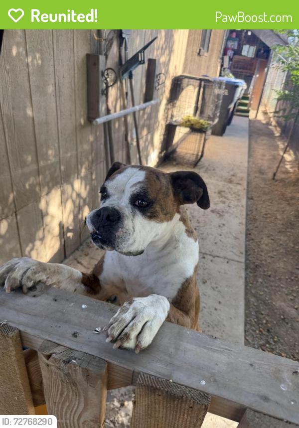 Reunited Female Dog last seen Olive Ave & Theda St, Good Hope, CA 92570, USA, Good Hope, CA 92570