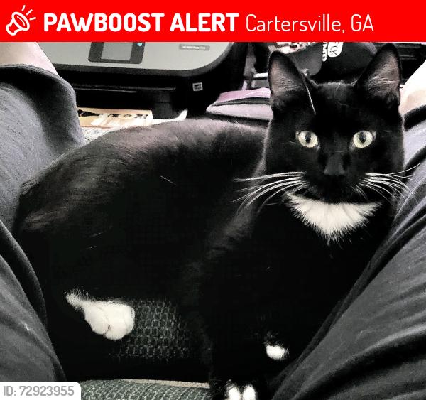 Lost Male Cat last seen Near Freedom Drive NE Cartersville, GA, Cartersville, GA 30121