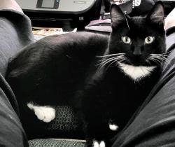 Lost Male Cat last seen Near Freedom Drive NE Cartersville, GA, Cartersville, GA 30121