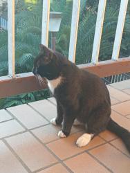 Lost Male Cat last seen Mowbray Road & Pacific Highway Artarmon, Artarmon, NSW 2067