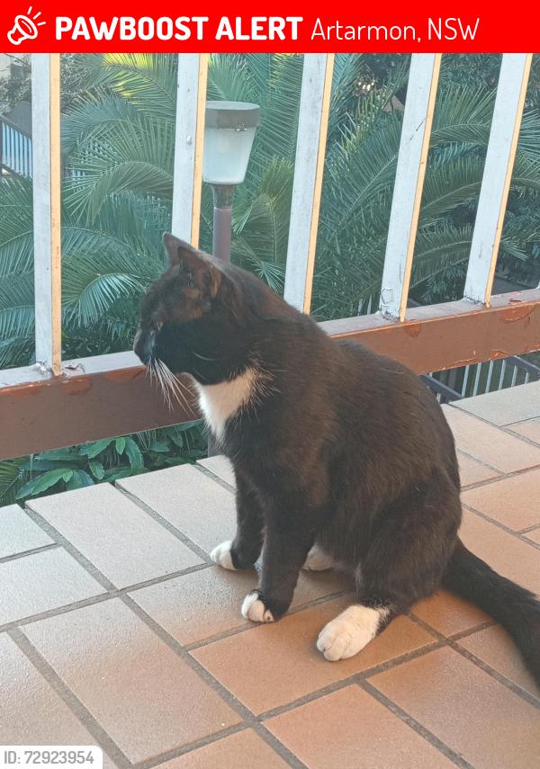 Lost Male Cat last seen Mowbray Road & Pacific Highway Artarmon, Artarmon, NSW 2067