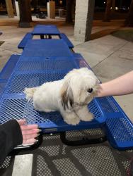 Found/Stray Male Dog last seen Bethune Park , Moreno Valley, CA 92551