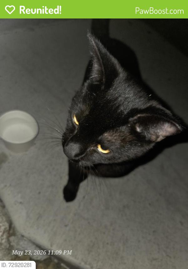 Reunited Male Cat last seen Park 120 apmts , Everett, WA 98204