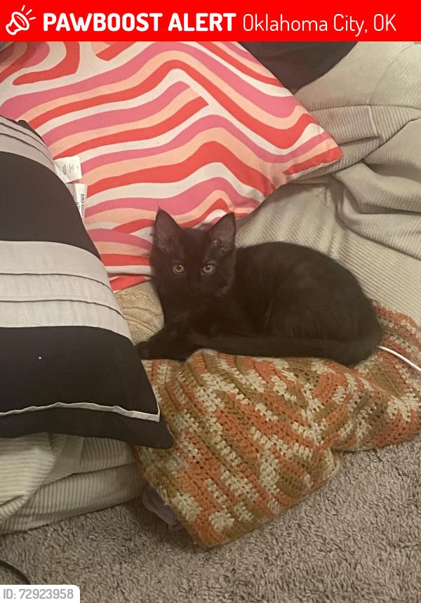 Lost Female Cat last seen Clover dale , Oklahoma City, OK 73132