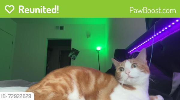 Reunited Female Cat last seen Fenton parkway trolley station , San Diego, CA 92108