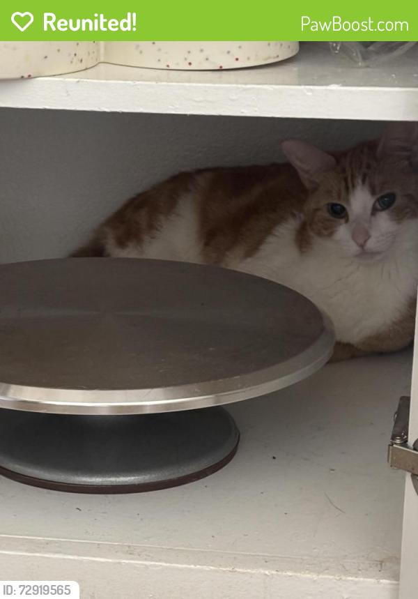 Reunited Female Cat last seen Near Fenton parkway , San Diego, CA 92108