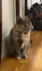 Lost Female Cat last seen on Teachers Turn off of Great Pond Rd, Simsbury, CT 06070