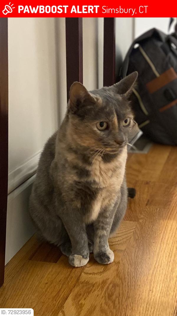 Lost Female Cat last seen on Teachers Turn off of Great Pond Rd, Simsbury, CT 06070