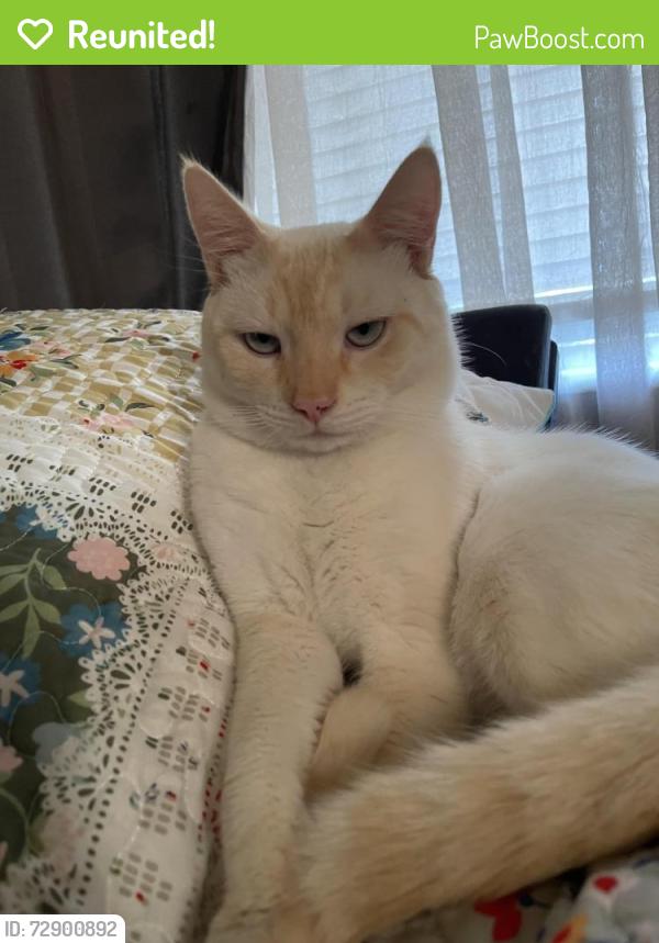 Reunited Male Cat last seen Monroe, Jackson and Florida aves , New Port Richey, FL 34653