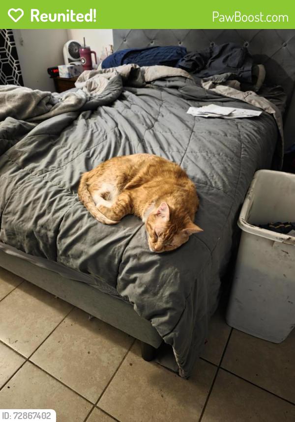 Reunited Male Cat last seen Near east Gurley St, Inverness, FL 34452