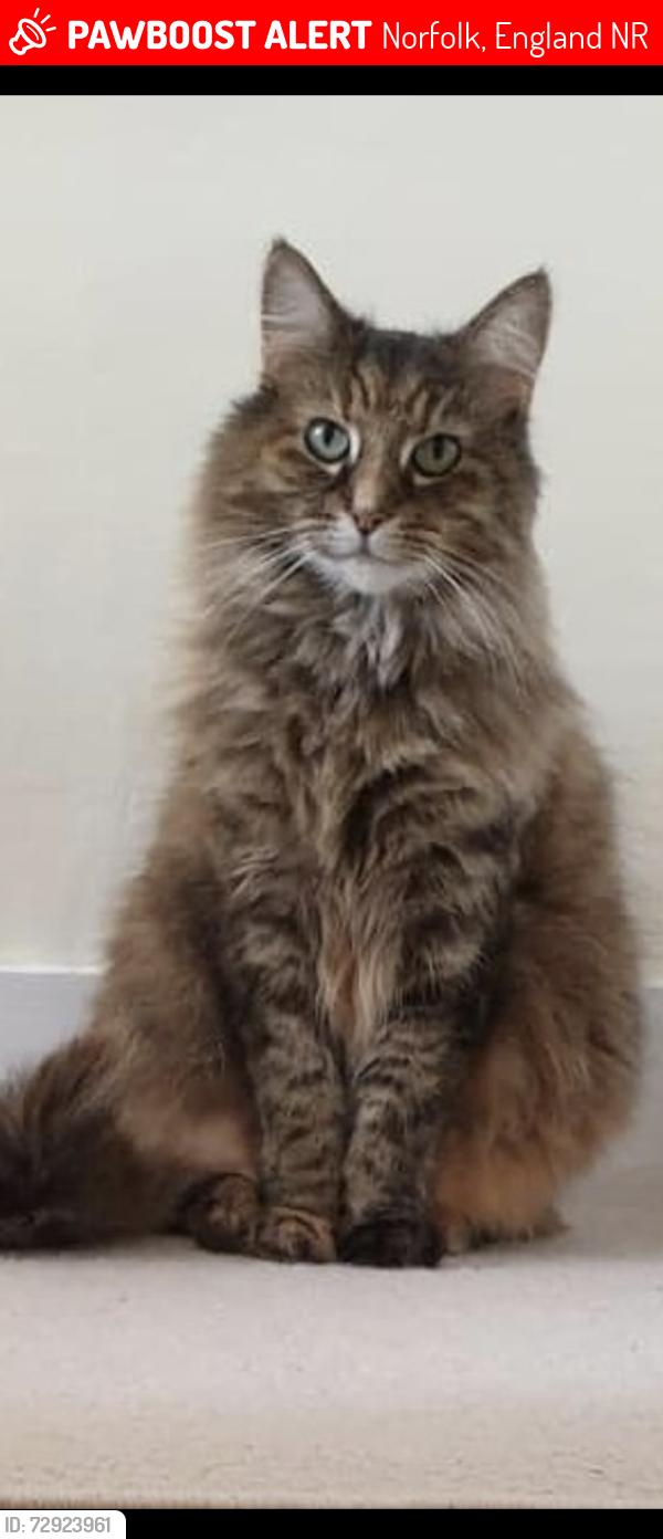 Lost Female Cat last seen Beaconsfield Road, Spencer Street, Silver Road , Norfolk, England NR3