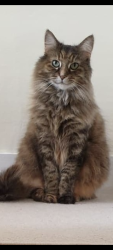 Lost Female Cat last seen Beaconsfield Road, Spencer Street, Silver Road , Norfolk, England NR3