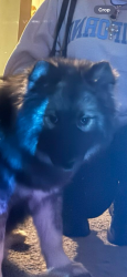 Lost Male Dog last seen The retreat at Walnut Creek , Columbus, OH 43232