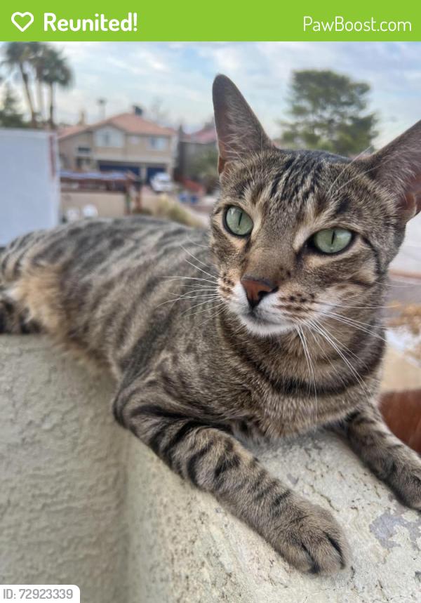 Reunited Male Cat last seen Breeze Canyon Dr. , Las Vegas, NV 89117