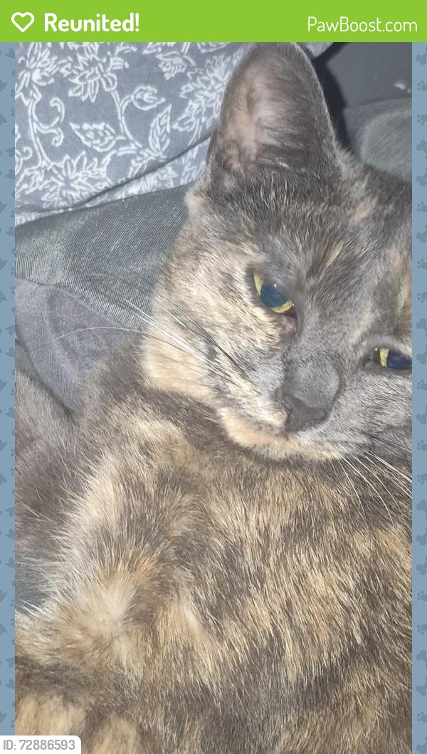 Reunited Female Cat last seen Wahby park, lange and Jefferson, lange and Greater Mack,  / Dave Coulier wag, St. Clair Shores, MI 48080