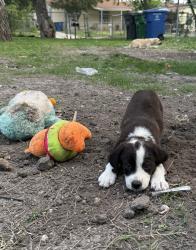 Lost Female Dog last seen Grosvenor , San Antonio, TX 78221