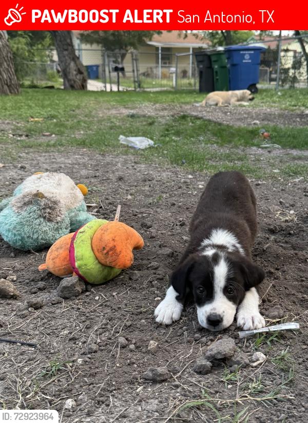 Lost Female Dog last seen Grosvenor , San Antonio, TX 78221