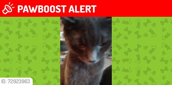 Lost Male Cat last seen Bude road, Kingston upon Hull, England HU7 4QG