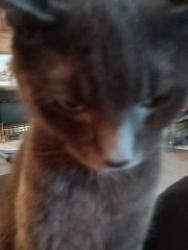 Lost Male Cat last seen Bude road, Kingston upon Hull, England HU7 4QG