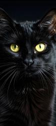 Lost Female Cat last seen reader Chevrolet Ford Knoxville TN, Knoxville, TN 37912