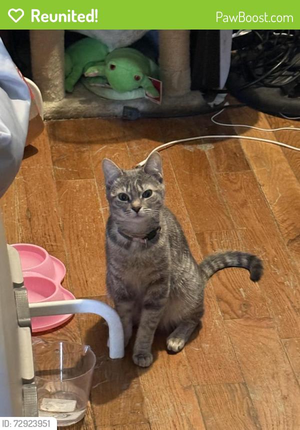 Reunited Female Cat last seen Near grove st , Brooklyn, NY 11237