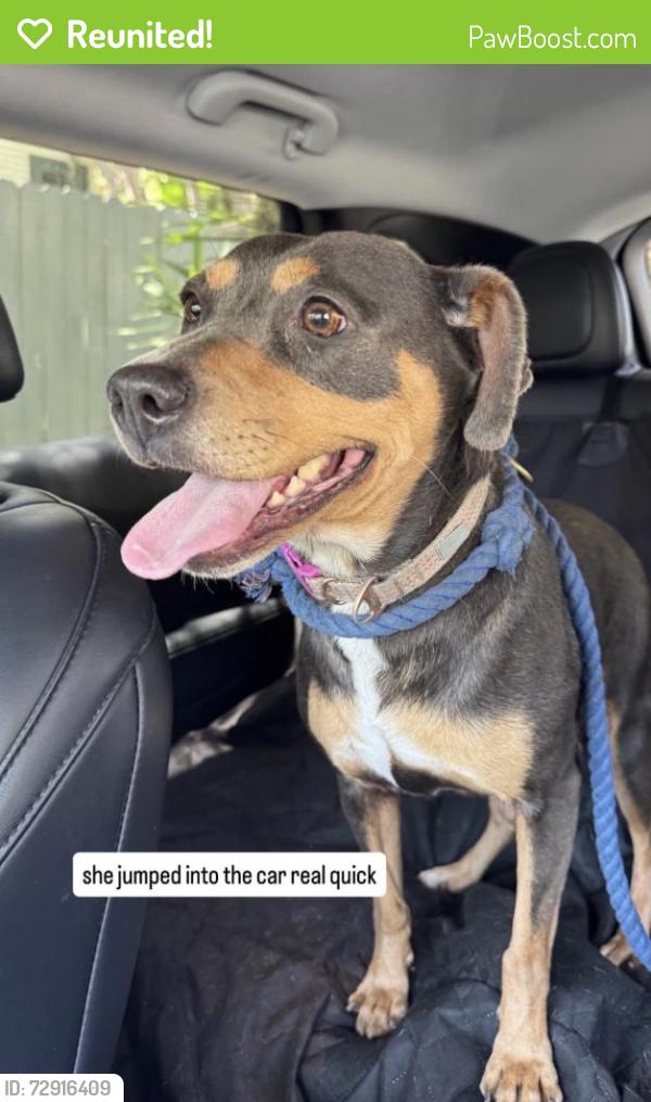 Reunited Female Dog last seen Prospect & Myra, Los Angeles, CA 90027