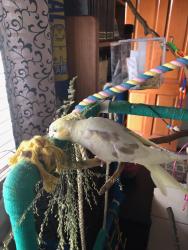 Lost Male Bird last seen North Rd and Vitko St, Woodridge, Woodridge, QLD 4114