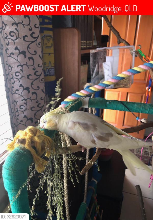 Lost Male Bird last seen North Rd and Vitko St, Woodridge, Woodridge, QLD 4114