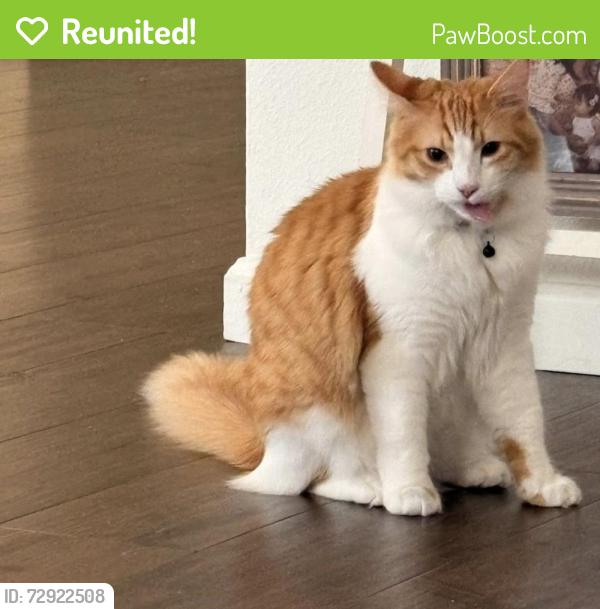 Reunited Male Cat last seen McCullough and harr, Fort Carson, CO 80902
