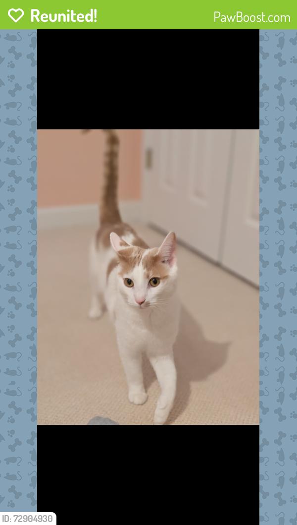 Reunited Male Cat last seen Dunmore Lane, Clemmons, NC 27012