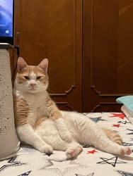 Reunited Male Cat last seen Near Postley Road, Kent, England ME15 6TR