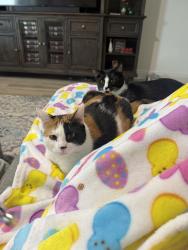 Reunited Female Cat last seen Near Lemongrass Road, Minneola, FL 34715