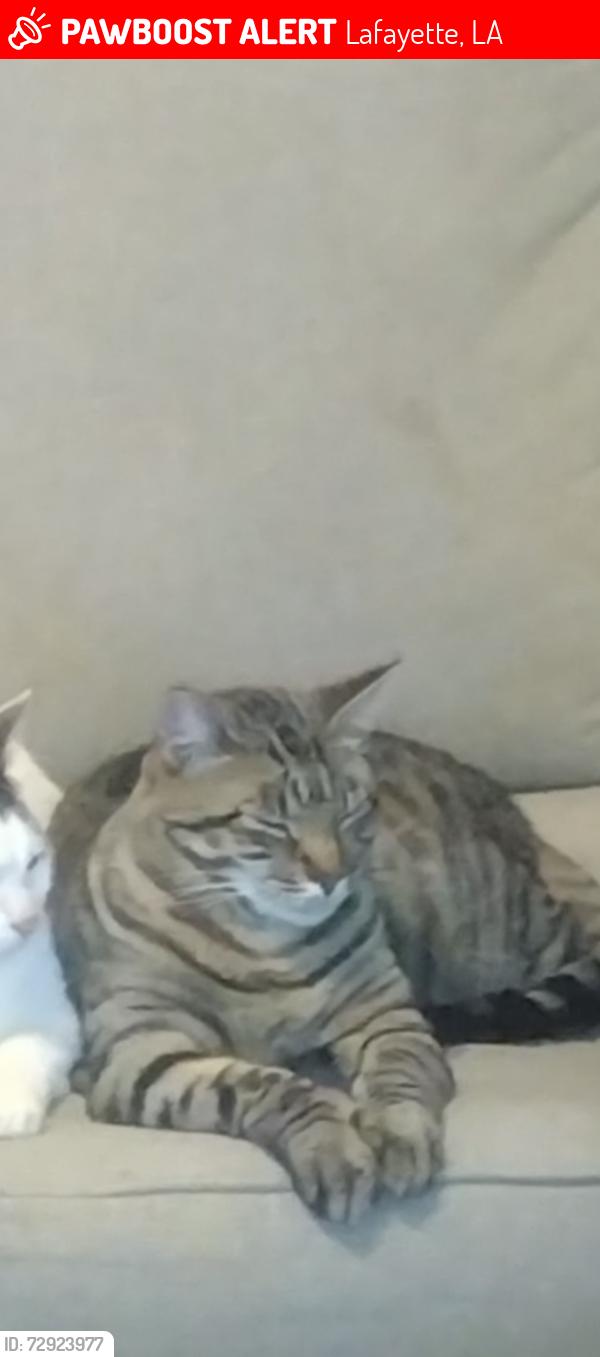 Lost Male Cat last seen Trinity villas , Lafayette, LA 70508