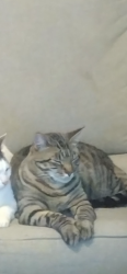 Lost Male Cat last seen Trinity villas , Lafayette, LA 70508