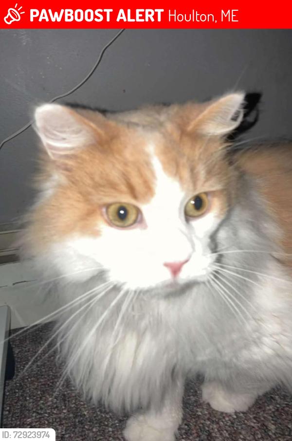 Lost Male Cat last seen Water St. across from town office, Houlton, ME 04730